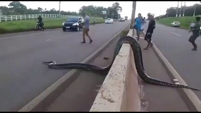 Des brésiliens aident un énorme anaconda à traverser une autoroute