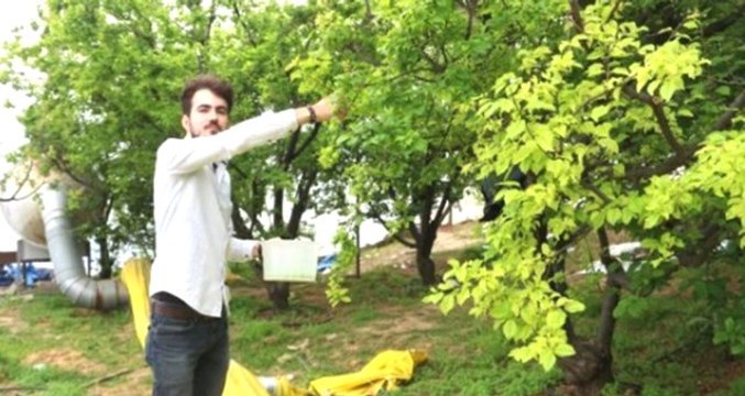 Eriğin Ateşi Söndü! Kilosu 5 TL'den Satılıyor