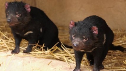 Faune - Un bon petit diable… de Tasmanie