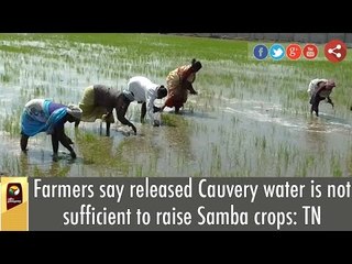 Farmers says, released Cauvery water is not sufficient to raise Samba crops