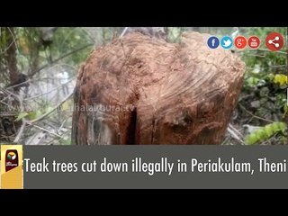 Teak trees cut down illegally in Periakulam, Theni