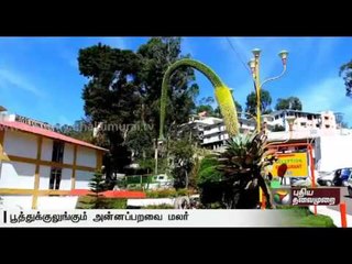 Anna Paravai flower blooms after 50 years in Kodaikanal