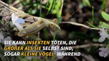 Die wichtigsten Raubtiere des Tierreichs