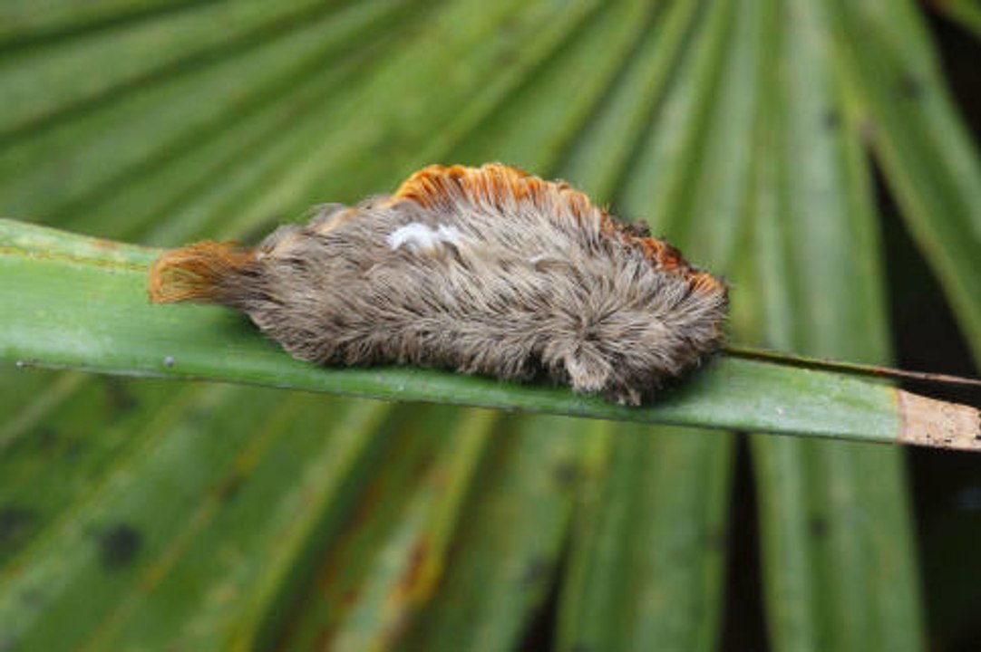 Tiere mit den schönsten Fellarten der Welt