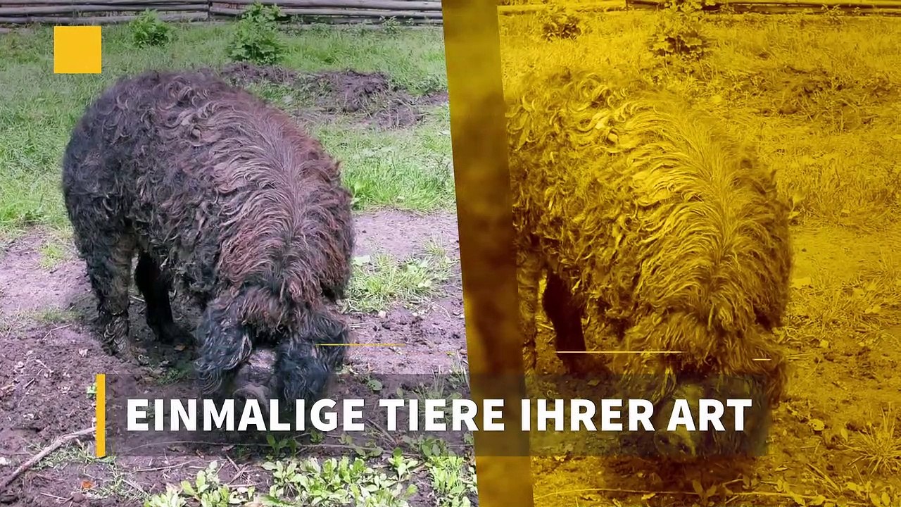 Einmalige Tiere ihrer Art