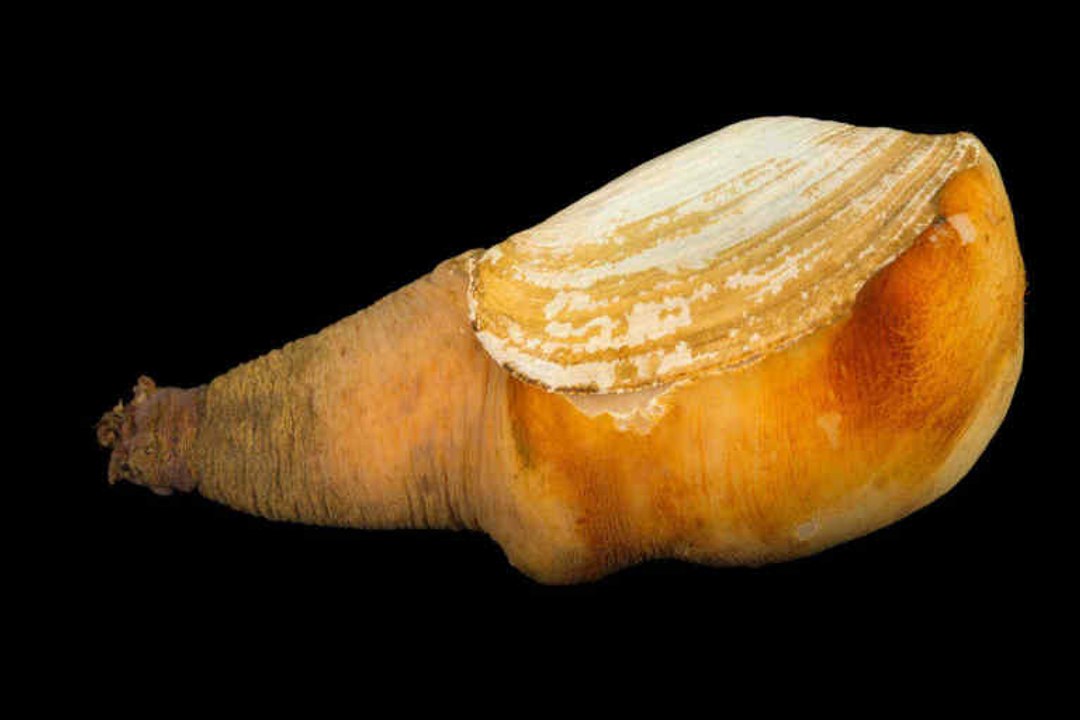 Tiere mit der längsten Lebenserwartung