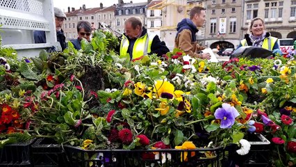Les fleurs du jardin de Pâques de Pont-à-Mousson distribuées