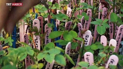 Evini ve bahçesini renklendirmek isteyenler için bahçe bakımı