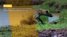 Die Tiere Afrikas