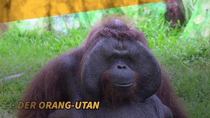 Die intelligentesten Tiere der Welt