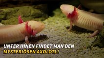 Exotische Haustiere