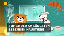 Top 10 der am längsten lebenden Haustiere