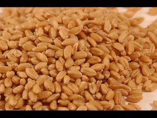 Government mulls slashing import duty on wheat