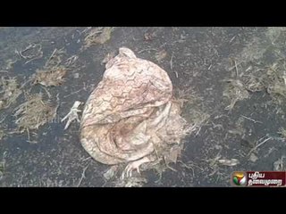 Perun Seithi Promo: (19/09/16) | Puthiya Thalaimurai TV