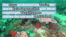 Die gefährlichsten Fische