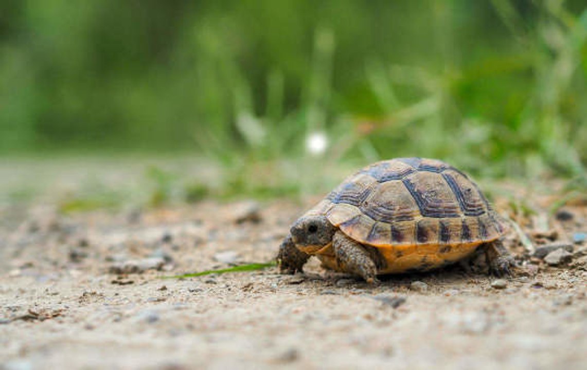 Heilige Tiere weltweit