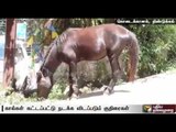 Legs of horses tied together by their owners to prevent them from grazing away;Locals object to it
