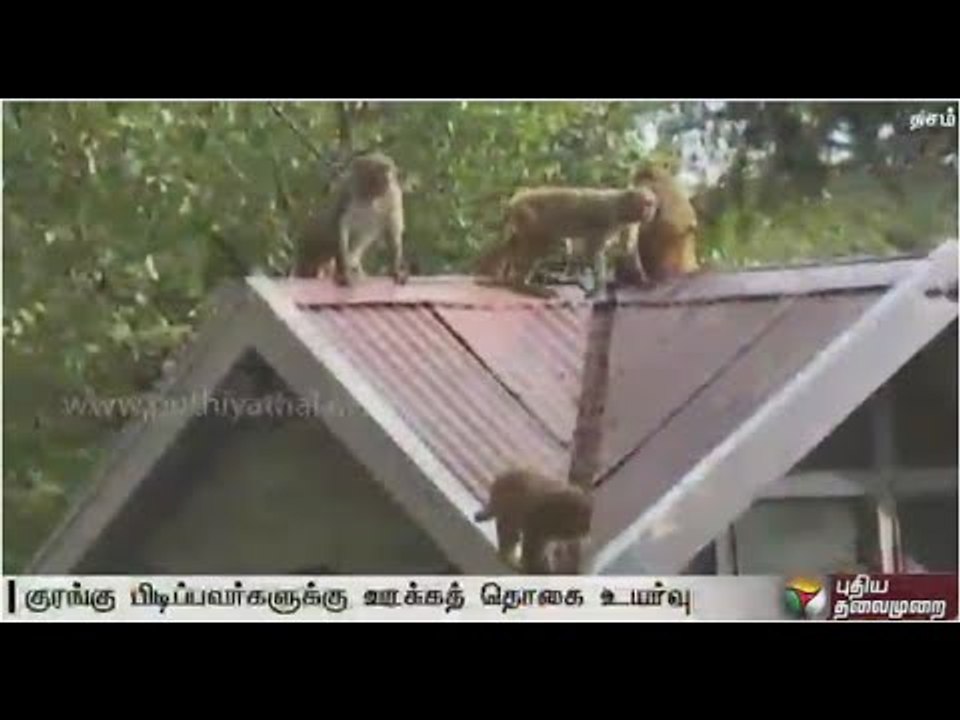 Monkey-catchers to get Rs 500 per catch in Himachal Pradesh