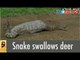 Giant Snake Swallows deer | Caught on Camera