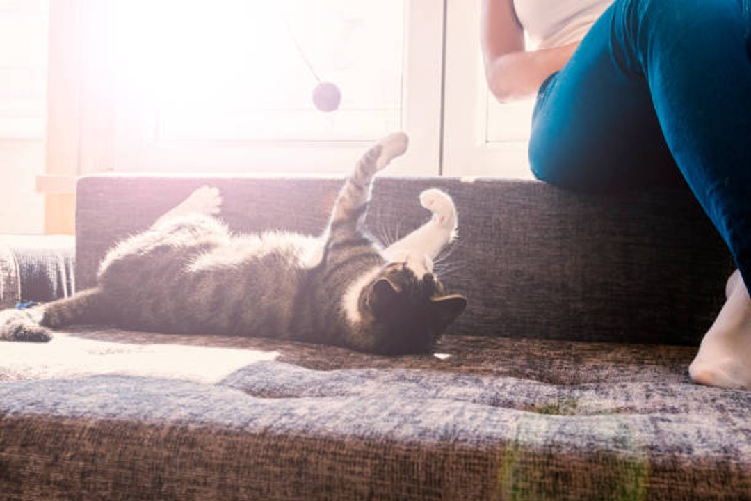 Wie stimuliert man seine Katze in einer Wohnung?