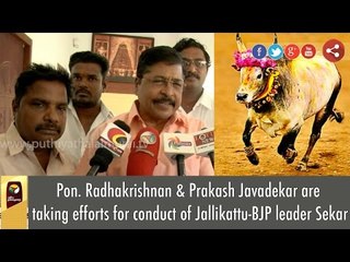 Pon. Radhakrishnan & Prakash Javadekar are taking efforts for conduct of Jallikattu-BJP leader Sekar