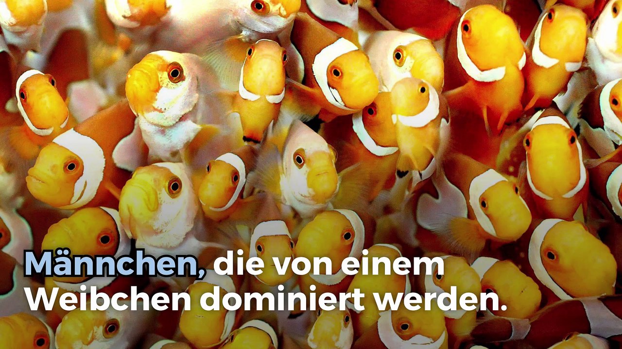 Alles über Clownfische