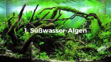 Alles über Süßwasseraquarienpflanzen