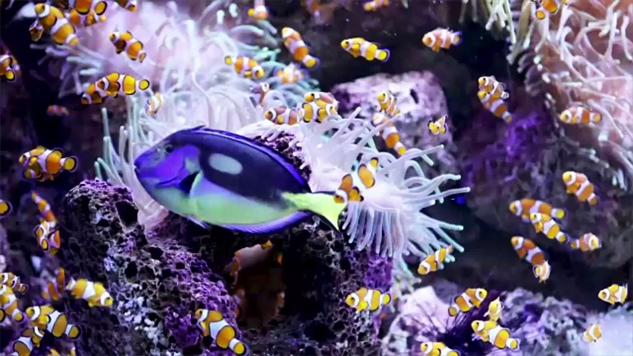 Alles über Salzwasseraquarienpflanzen