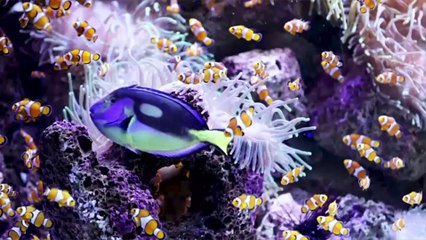 Alles über Salzwasseraquarienpflanzen