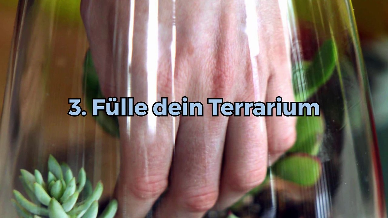Wie macht man ein Pflanzen-Terrarium?