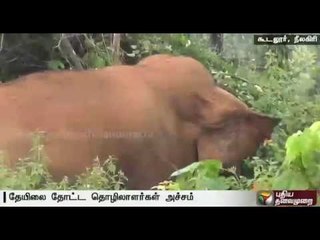 Two wild elephants camping at Gudalur threaten plantation workers