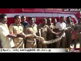 40-foot-long snake found near Palani Murugan temple