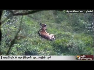 Nilgiri people urge to trap tiger roaming in residential area