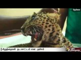 People panic due to leopard sighting in TN-Kerala border