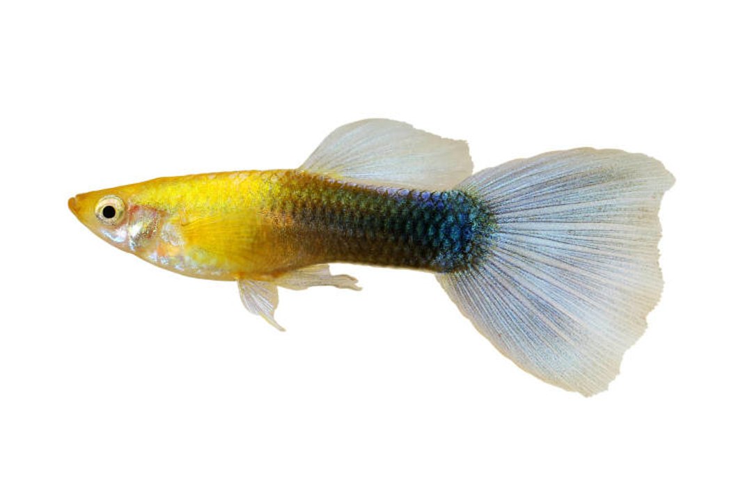 Aquarium für Guppys