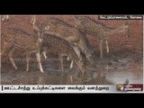 Water scarcity: Forest dept. fills empty tanks in Mettupalayam forest for animals