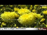 Lack of proper growth of marigold flowers worries farmers