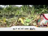 600 and more trees destroyed by Elephants in Virudhunagar