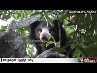 forest department assisted by the people and police try to chase bear into the forest