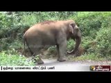 Wild Elephant roams Nilgiri, measures taken to walk the elephant back to the forest