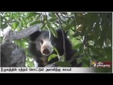Officials attempt chase away bear into forest in Nellai | Special report