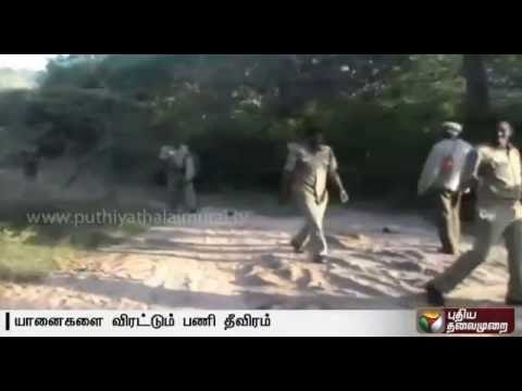 Efforts at chasing 40 wild elephants into the forest area in full swing