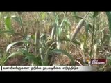 Farmers in Madurai demanded action from the forest department against wild animals damaging crops