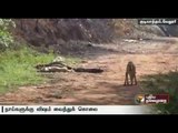 Vellore: Man kills dogs by poisoning them, police complaint filed
