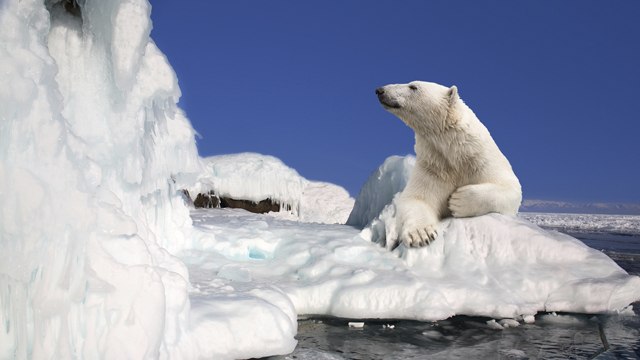 Un millón de especies en peligro de extinción