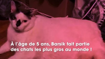 États-Unis : ce chat obèse choque la toile
