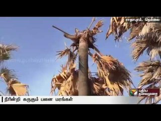 Palm trees withering due to drought