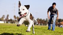 Dueños perros más felices que de gatos