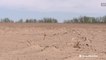 Fields look like deserts as fears of drought grow in Germany
