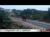 Forest officials involved in chasing away elephants from residential areas in Hosur